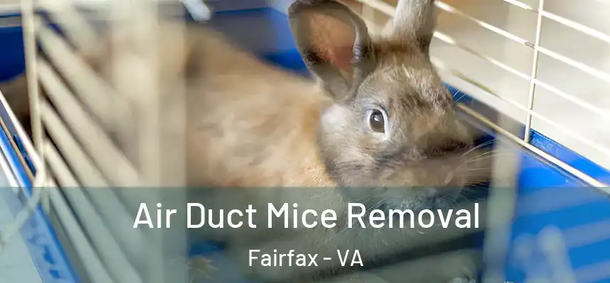  Air Duct Mice Removal Fairfax - VA